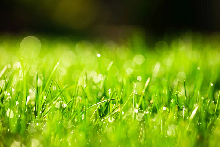 Natuurlijke Kracht voor Uw Tuin