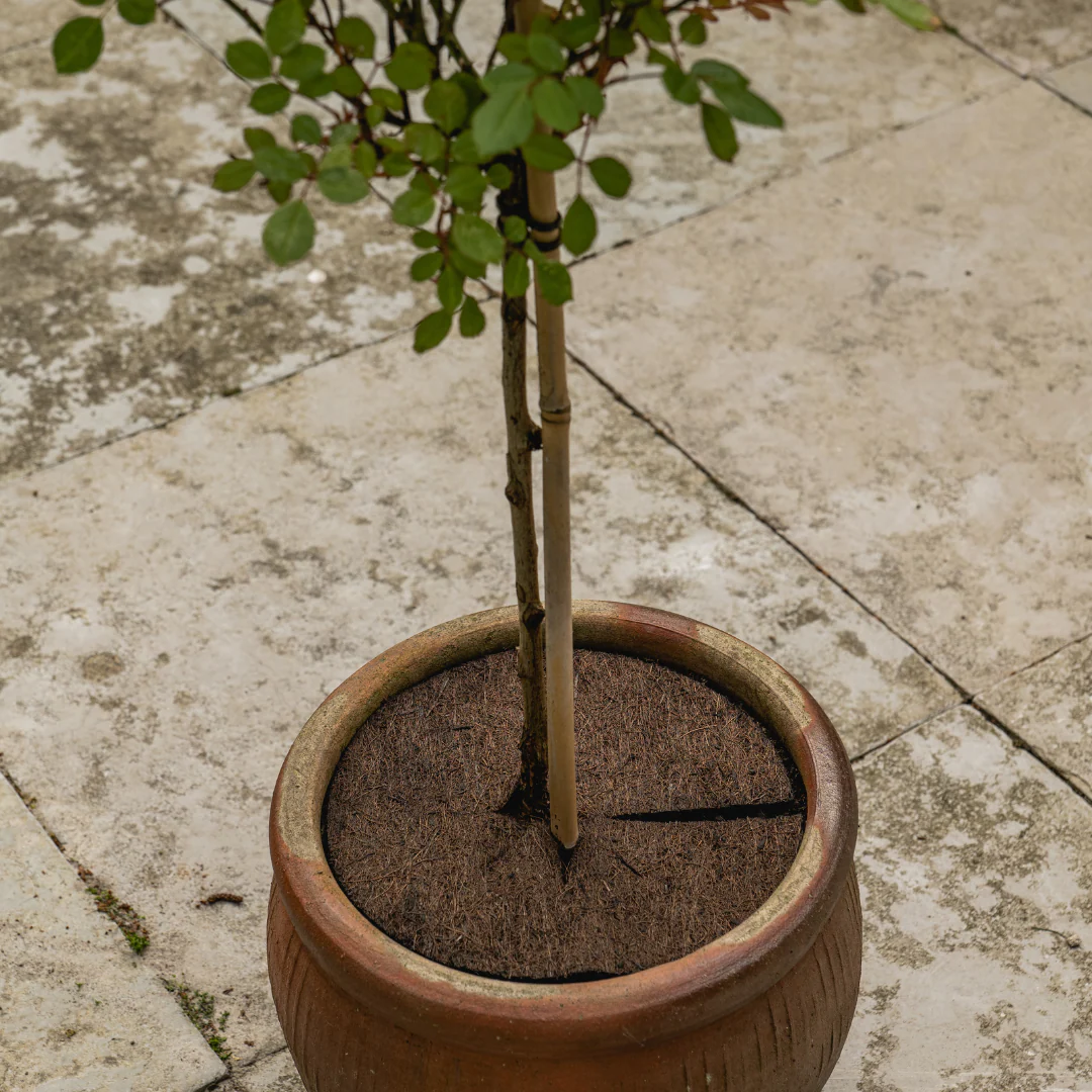 Miniatuur 2